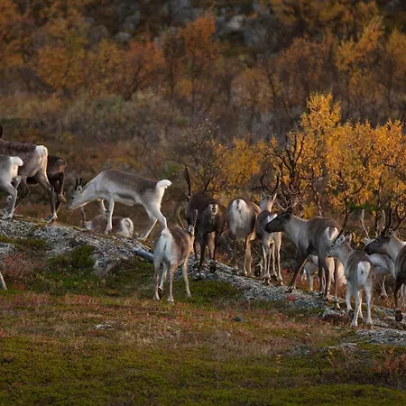 Paishill Private * Utsjoki